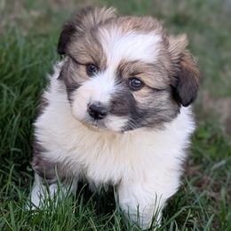 Snickers - Fawn male Pembroke Welsh Corgi puppy in Cape Fair, Missouri from Flat Creek Corgis