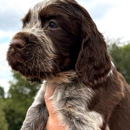 Garter - Tri-Roan male English Springer Spaniel puppy in Bay City, Wisconsin from Springer Hills Farm