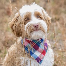 Corduroy - Australian Labradoodle
