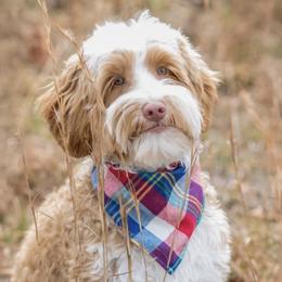 Corduroy - Australian Labradoodle