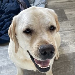 Rosie - Labrador Retriever