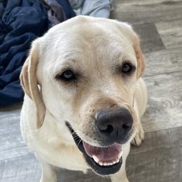 Rosie - Labrador Retriever