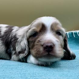 Conrad - Dapple male Dachshund puppy in Hendersonville, North Carolina from Kim's Cove