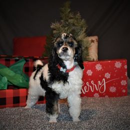 Vixen - G3 Red Female - Parti female Poodle puppy in Nelson, Missouri from MD Triple Creek Ranch