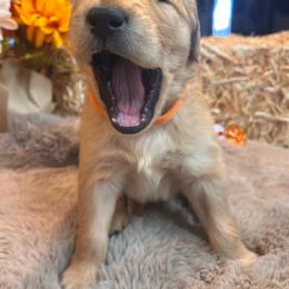 Orange - Golden male Golden Retriever puppy in Bonanza, Oregon from Gold 'N Dust Ranch