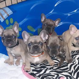 French Bulldog Puppies from Sproull's Fabulous French Bulldogs of Howell of Michigan