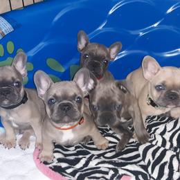French Bulldog Puppies from Sproull's Fabulous French Bulldogs of Howell of Michigan