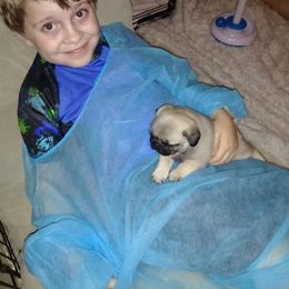 Pug Puppies from Pickwick Pugs
