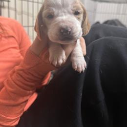 Girl 6 - Lemon and white female Basset Hound puppy in Brandon, Mississippi from Milton’s Bassets