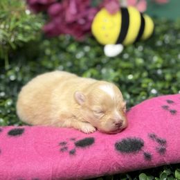 Celine - Orange parti female Pomeranian puppy in Modesto, California from Pommiepalace