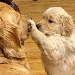 Golden Retrievers and Labrador Retrievers from Jetoca Goldens