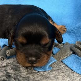 Juniper Clover - Black and tan female Cavalier King Charles Spaniel puppy in Spokane, Washington from PJE Cavs and Poos