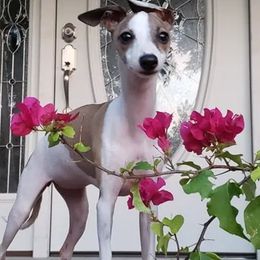 Ivory - Italian Greyhound