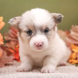 Aurora - Blue merle and white female American Corgi puppy in Plains, Montana from Diamond Corgis