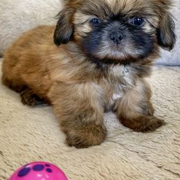 Shih Tzu Puppies from I ShihTzu Not of AZ