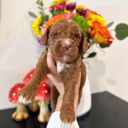 White Rabbit - Caramel red male Australian Labradoodle puppy in Palmdale, California from Pixie Doodle Paws
