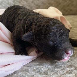 Boy 1 - Chocolate Goldendoodle puppy in Buffalo, New York from Queen City Doodles NY