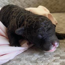 Boy 1 - Chocolate Goldendoodle puppy in Buffalo, New York from Queen City Doodles NY