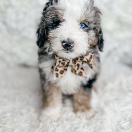 Bernedoodle, Cockapoo, and Goldendoodle Puppies from Danie’s Darling Doodles LLC