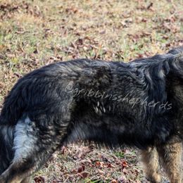 German Shepherds from Gribbins Southern Shepherds