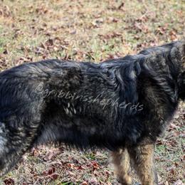 German Shepherds from Gribbins Southern Shepherds