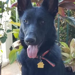 German Shepherd All Grown Up from S’Brie’s German Shepherd Dogs