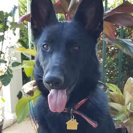 German Shepherd All Grown Up from S’Brie’s German Shepherd Dogs