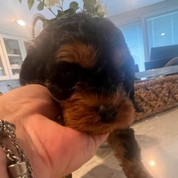 Vivienne - Red - Black and tan female Cavapoo puppy in Fairmont, West Virginia from Robin Nelson