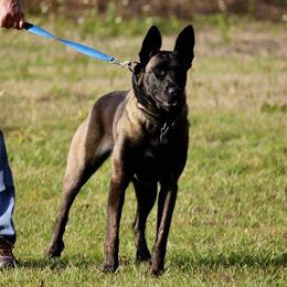 Athena - Belgian Malinois