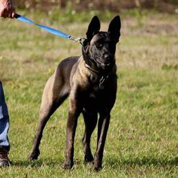 Athena - Belgian Malinois
