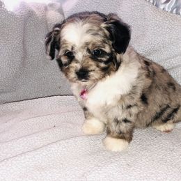 Aussiedoodle Puppies from Ohana Companions