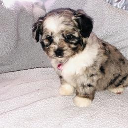 Aussiedoodle Puppies from Ohana Companions