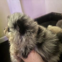 Pomeranian Puppies from Beauty of the beast