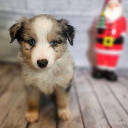 Lurch - Blue merle male Miniature Australian Shepherd puppy in Macomb, Missouri from Faunus Farms and Aussies