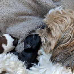 Shih Tzu Puppies from Tough Shih