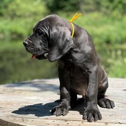 Bronco - Black male Great Dane puppy in Beulah, Michigan from Northwood Euro Danes and Bassets