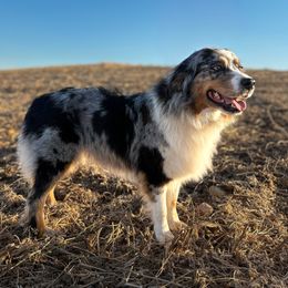 Ember - Australian Shepherd