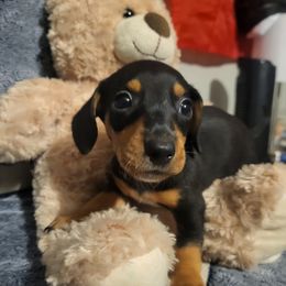 Dachshund Puppies from Chelsie Hamm