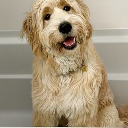 Bernedoodle, Goldendoodle, and Golden Mountain Doodle Puppies from Sonoran Standard Doodles