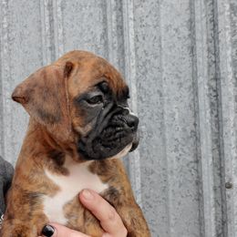 Boxer Puppies from Truax Farms