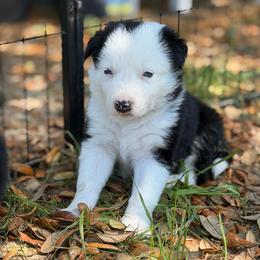 Girl 2 - Black and white female Border Collie puppy in Morriston, Florida from Garcia Family Farms