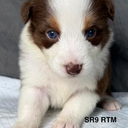 SR9 - Red tri-color male Australian Shepherd puppy in Ada, Ohio from Windy Hill Aussies
