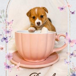 Daphne Bridgerton - Red and white female American Corgi puppy in Lake Havasu City, Arizona from London Bridge Corgis