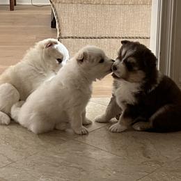 Pomsky Puppies from JadesPomskyResort