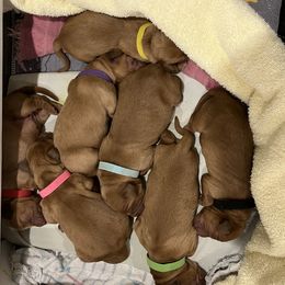 Golden Retriever Puppies from Schueller's Golden Retrievers
