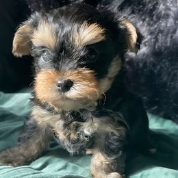 Yorkshire Terrier puppies from Ella's Designer Yorkies