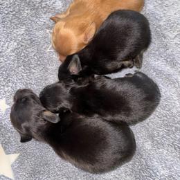 Black Cream girl 2 - Black and cream female Dachshund puppy in Cattaraugus County, New York from H&C’s Dachshunds and Retrievers