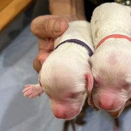 Purple collar girl - Cream female Goldendoodle puppy in Fairfield, California from Twin Sisters Doodles