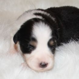 Girl 1 - Miniature Australian Shepherd puppy in Corydon, Indiana from Arbuckle’s Lookin Good Aussies (LGA)