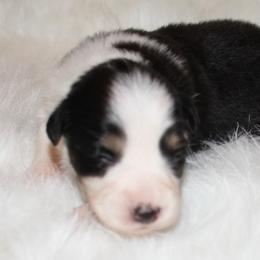 Girl 1 - Miniature Australian Shepherd puppy in Corydon, Indiana from Arbuckle’s Lookin Good Aussies (LGA)